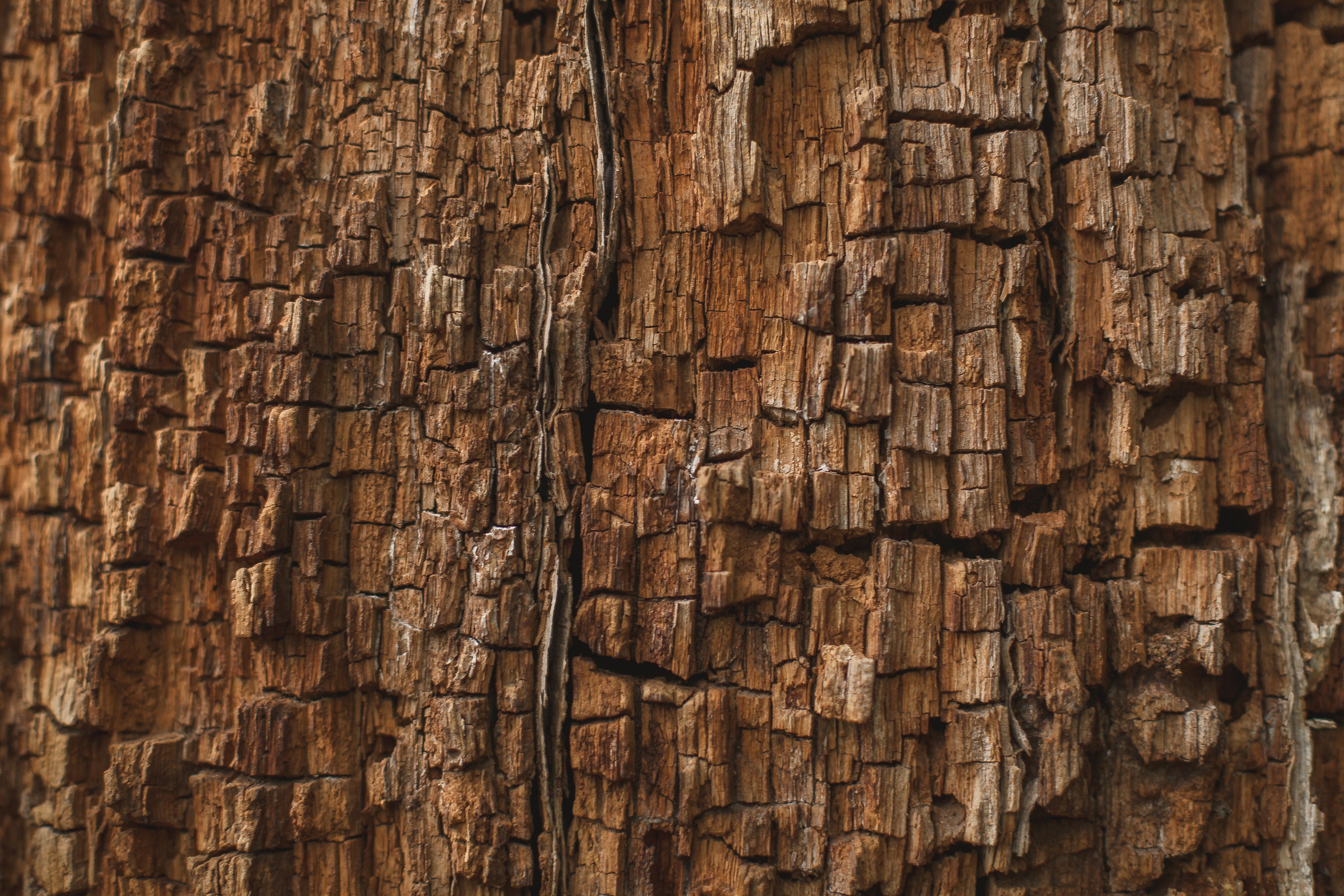 rotting-wood-texture.jpg