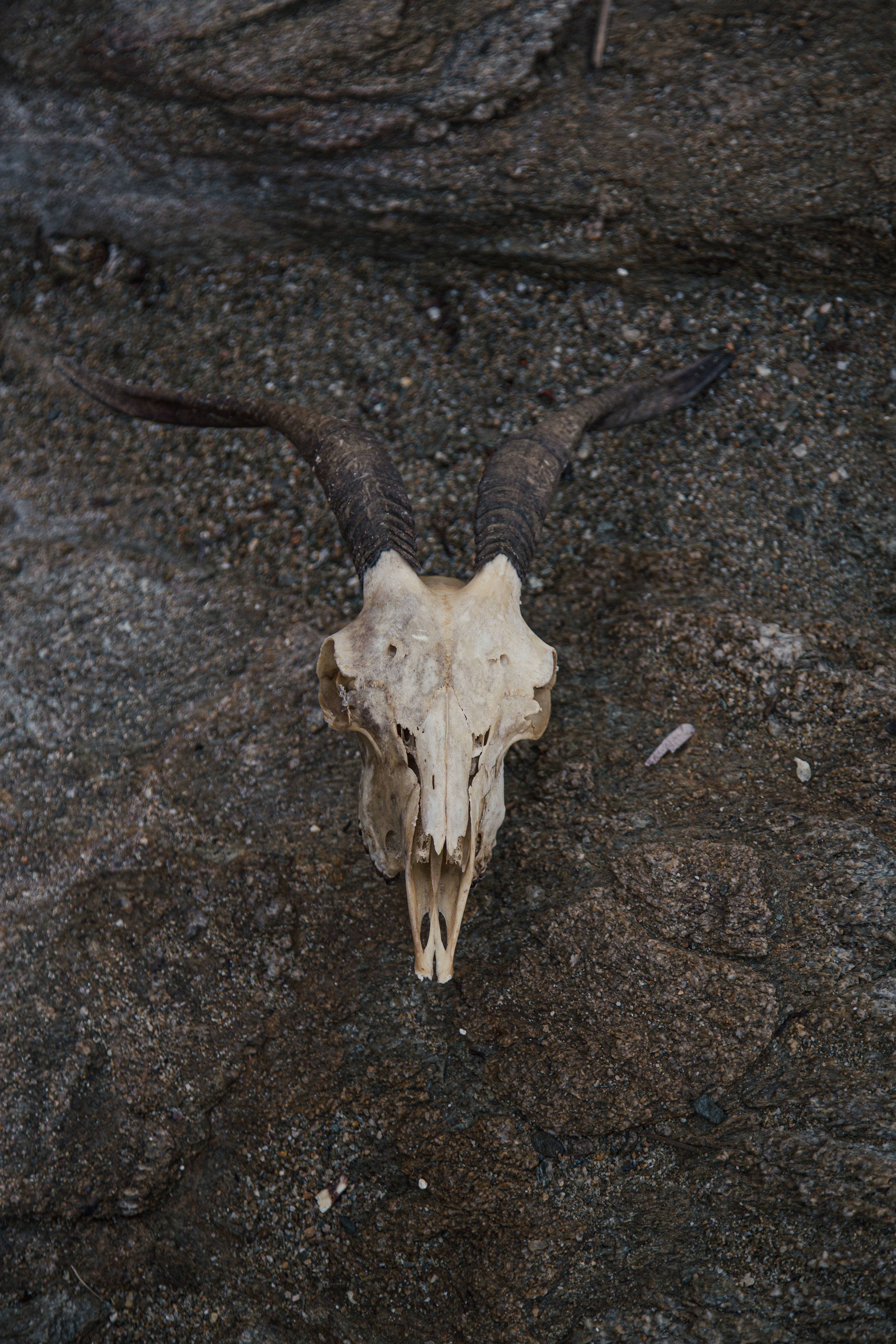 mountain-goat-skull.jpg